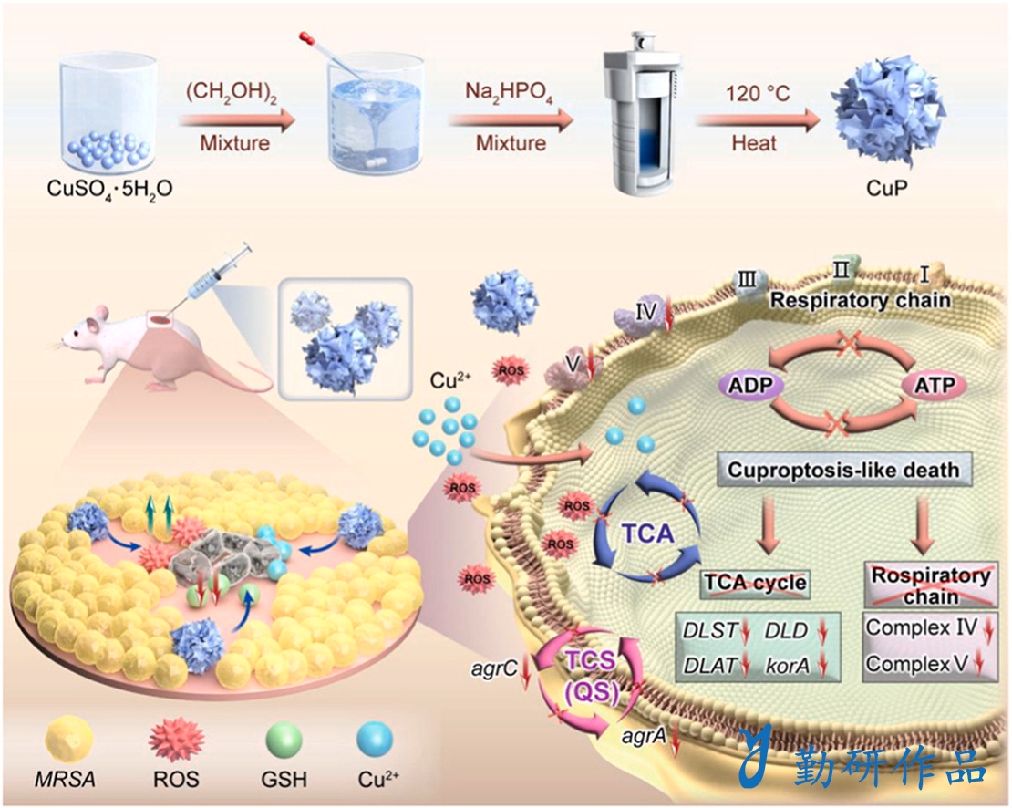 Bioactive Materials