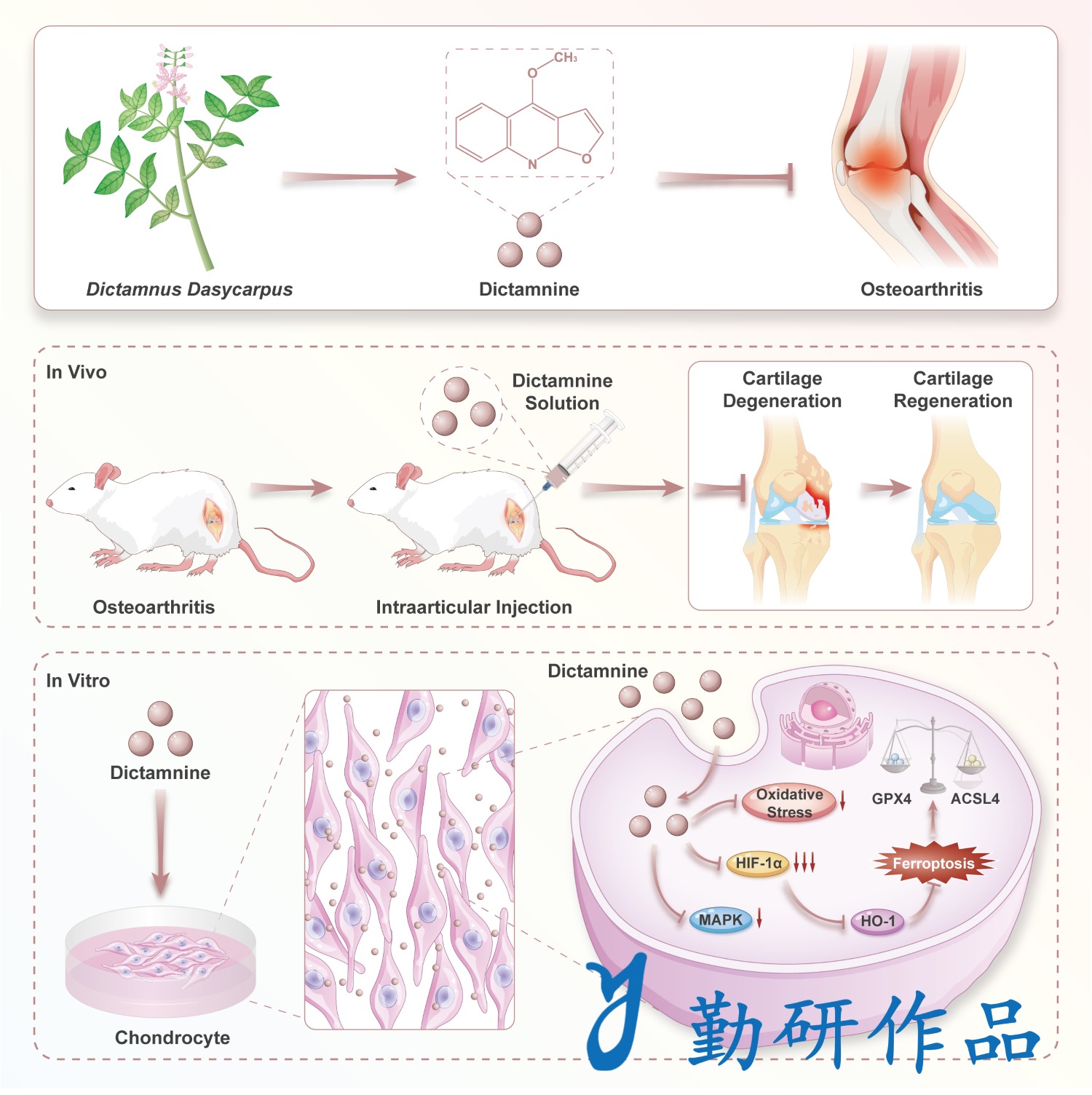 Tissue and Cell