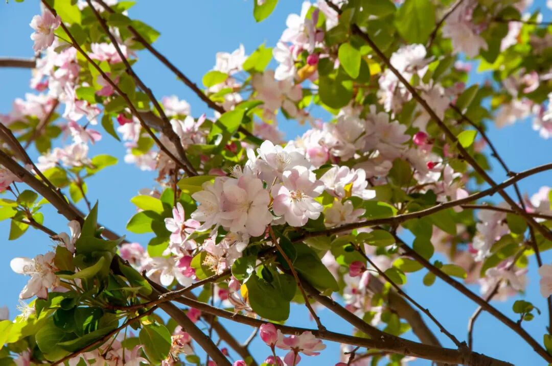 春风拂花至，美好皆可期｜邂逅航院里的春日浪漫
