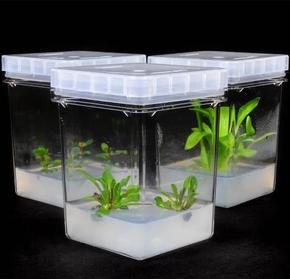 木本植物组织培养：WPM培养基的专业解析与应用指南