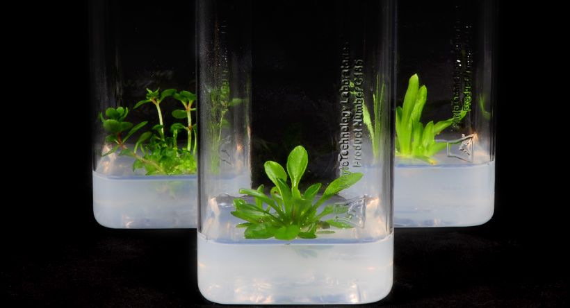 植物组培污染、褐变、玻璃化全解决方案 | 精准控温控湿的植物组培箱推荐