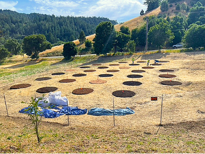 What’s Unique About Composted Mulches?