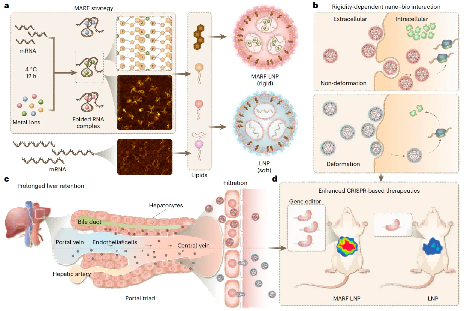 Congratulations! Bowei’s recent work was accepted by Nature Nanotechnology