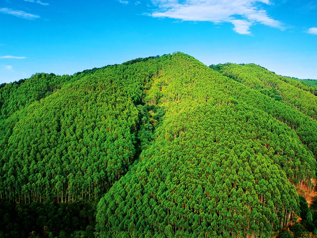 Asia Green Energy to focus on eucalyptus-derived biomass