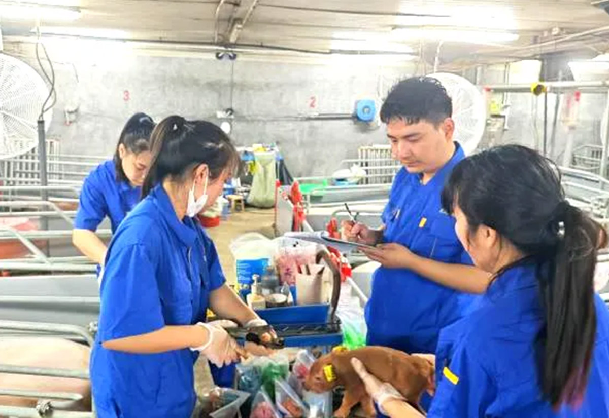 正大康地正式启动基因组选育工作