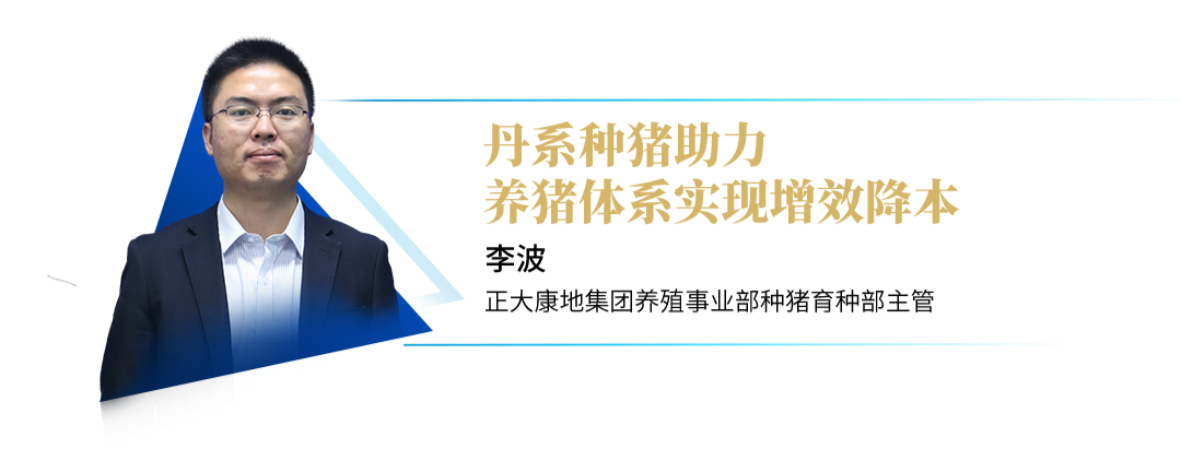 育种指导生产，正大康地丹系种猪助力降本增效